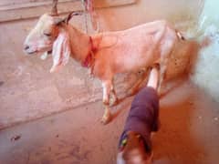 desi bakri for sale with male kid