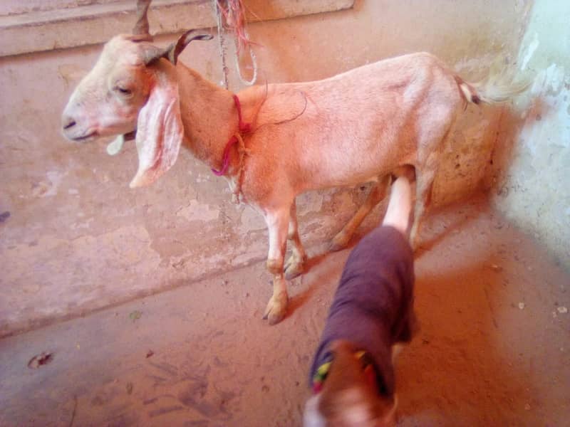 desi bakri for sale with male kid 0