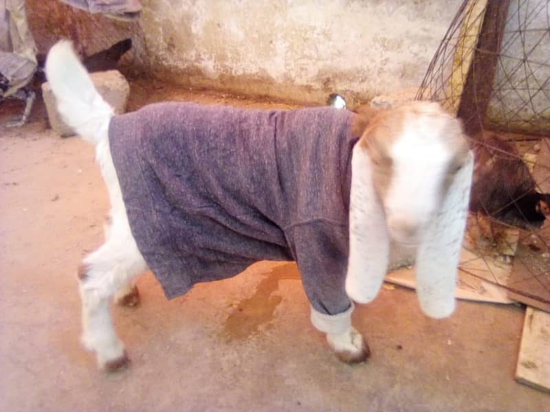 desi bakri for sale with male kid 5