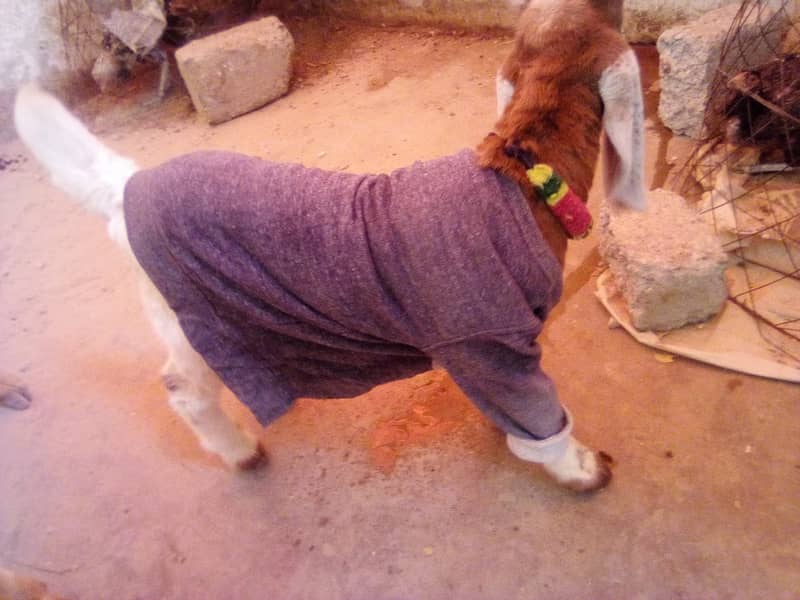 desi bakri for sale with male kid 2