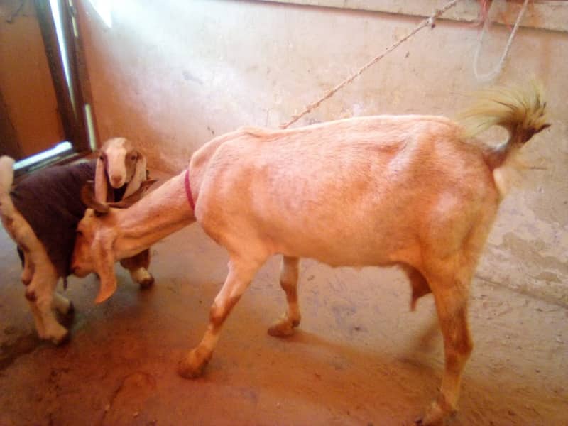 desi bakri for sale with male kid 3