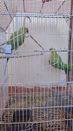 Desi parrots for sale untamed, speaks on their own mood