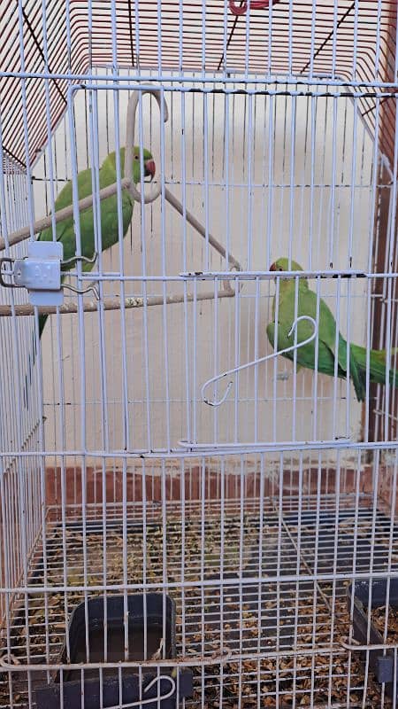 Desi parrots for sale untamed, speaks on their own mood 0