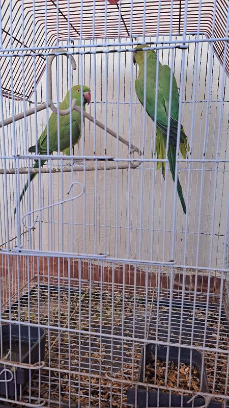 Desi parrots for sale untamed, speaks on their own mood 1