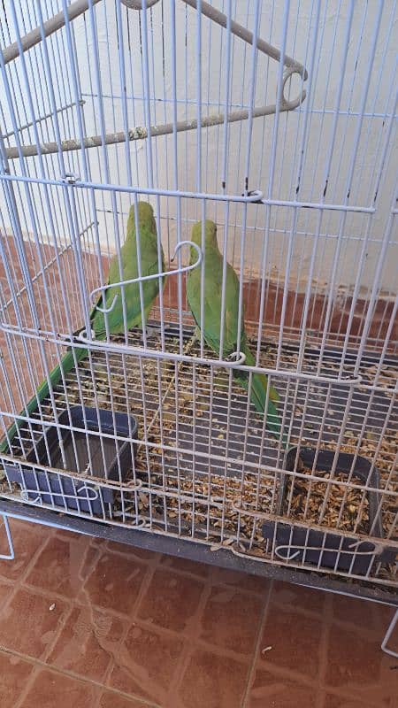 Desi parrots for sale untamed, speaks on their own mood 2