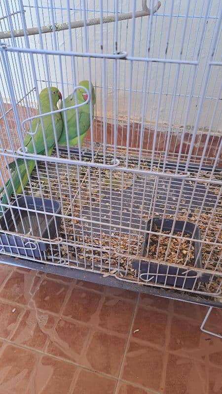 Desi parrots for sale untamed, speaks on their own mood 3