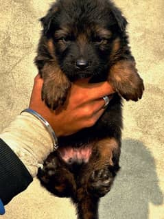 German Shepherd puppy