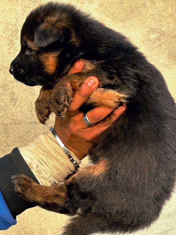 Pedigree German Shepherd male puppy available for sale 7