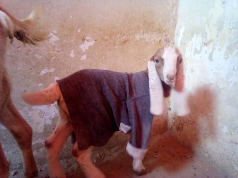 desi bakri for sale with male kid 1