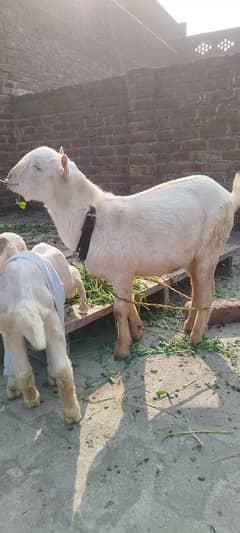 8 mah age Gulabi Male Tedda