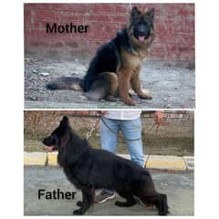 Pedigree German Shepherd male puppy available for sale