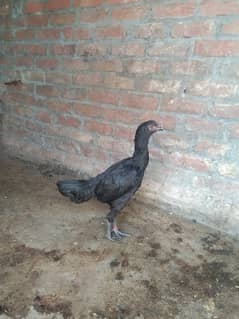 a seel  madi for sale location Gujranwala