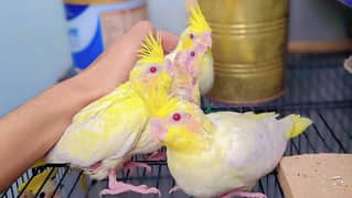 Hand tame cockatiels chicks