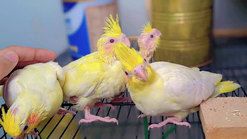 Hand tame cockatiels chicks 1