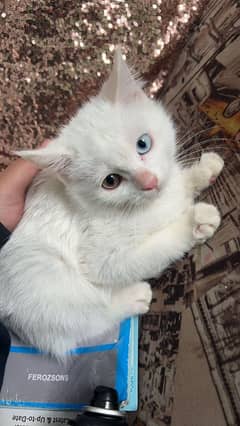 Persian kittens single coat pink nose punch face