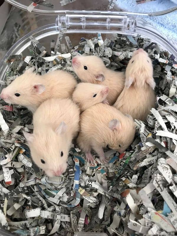 Hamster babies 0