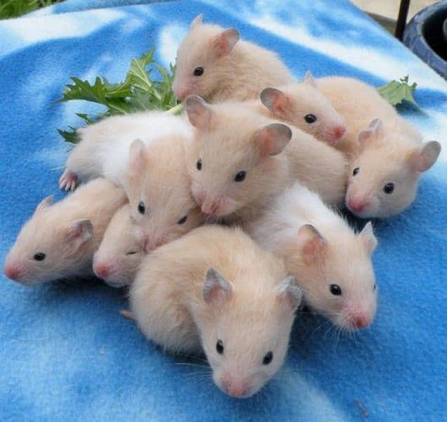 Hamster babies 1