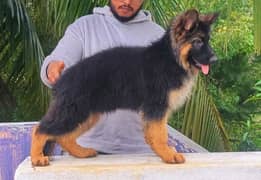 TOP QUALITY GERMAN SHEPHERD PUPPY AVAILABLE FOR SALE