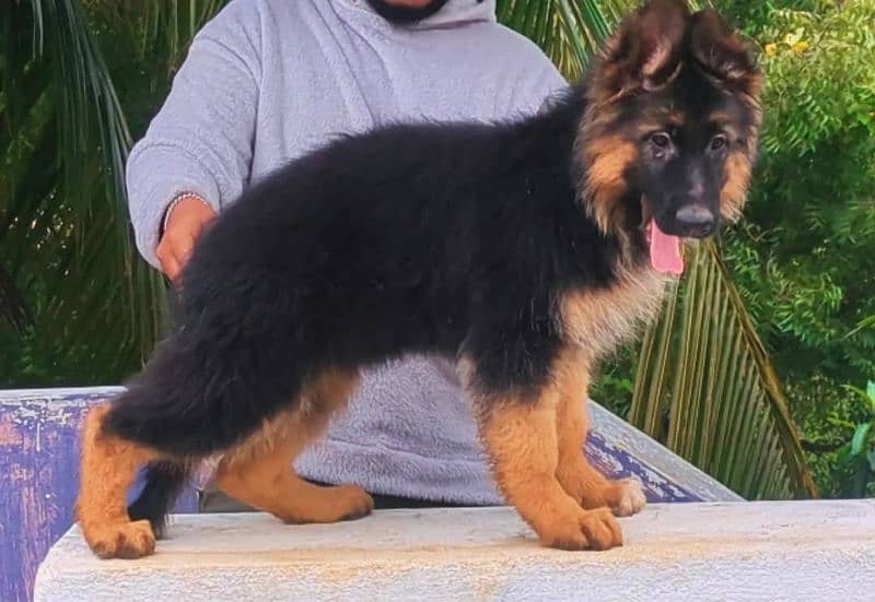 TOP QUALITY GERMAN SHEPHERD PUPPY AVAILABLE FOR SALE 1