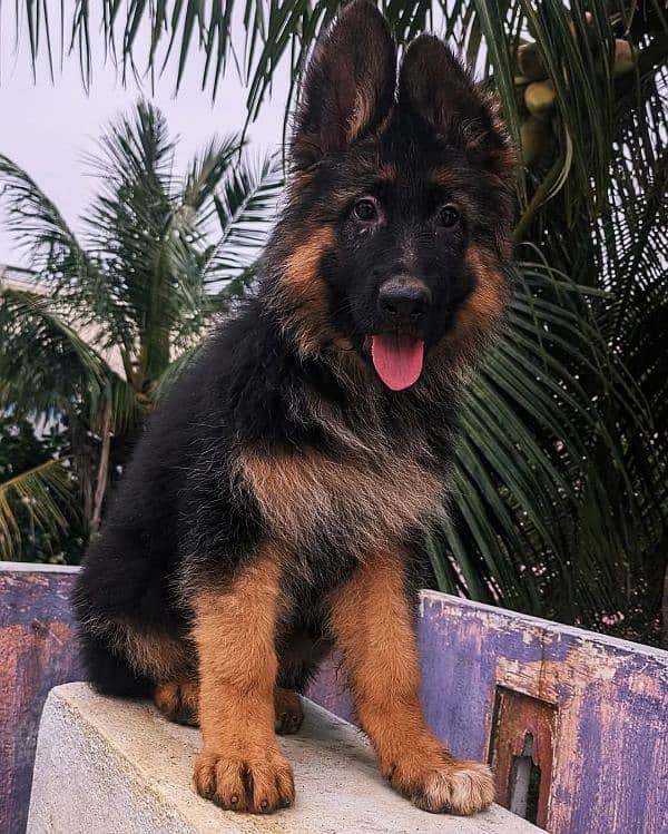 TOP QUALITY GERMAN SHEPHERD PUPPY AVAILABLE FOR SALE 2