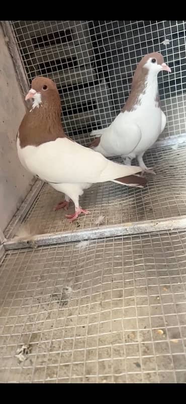 Fancy Pigeon For Sale 2