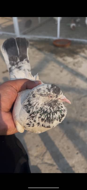 Fancy Pigeon For Sale 4