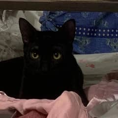 Black Cat for adoption