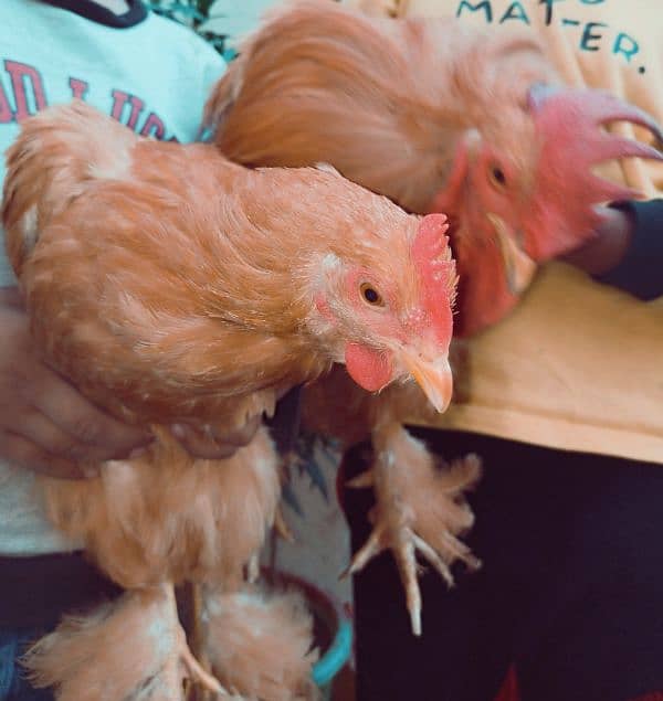 Golden buff pair(Male and female) 0