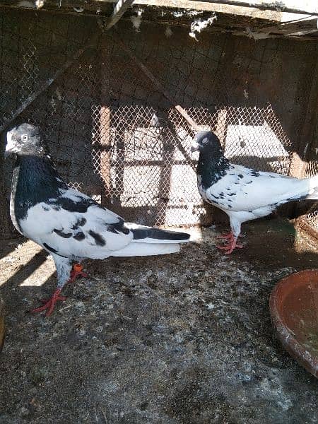 very good and healthy pair for sale 1