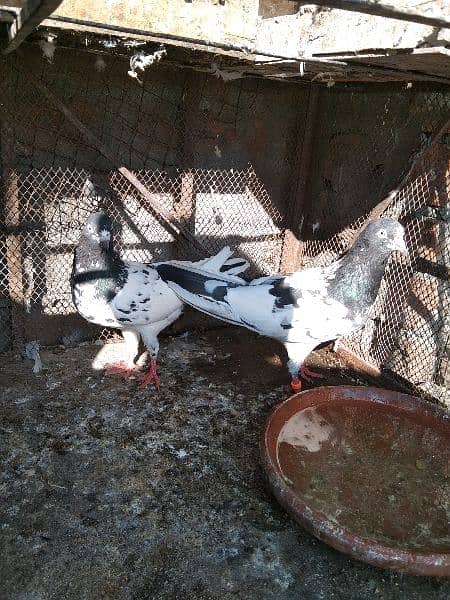 very good and healthy pair for sale 3