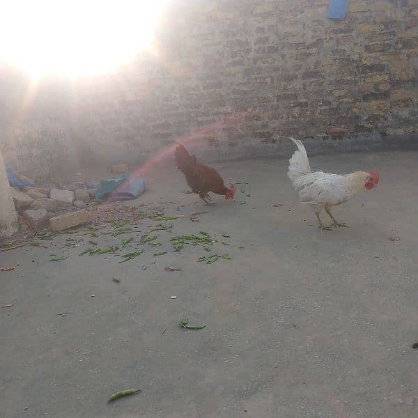 2 hen. for sale new fresh 5 month 0