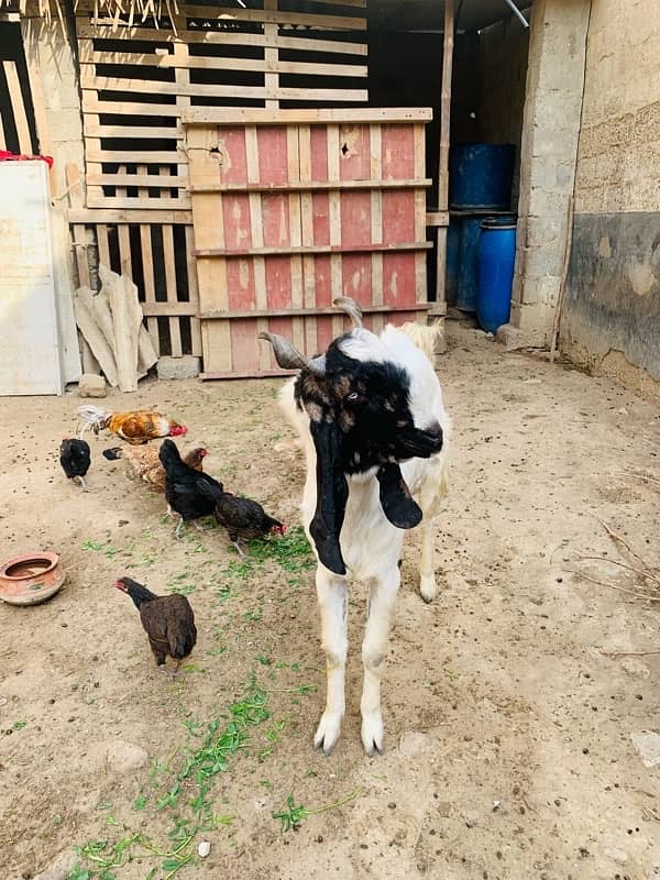 Breeder goat for sale 4