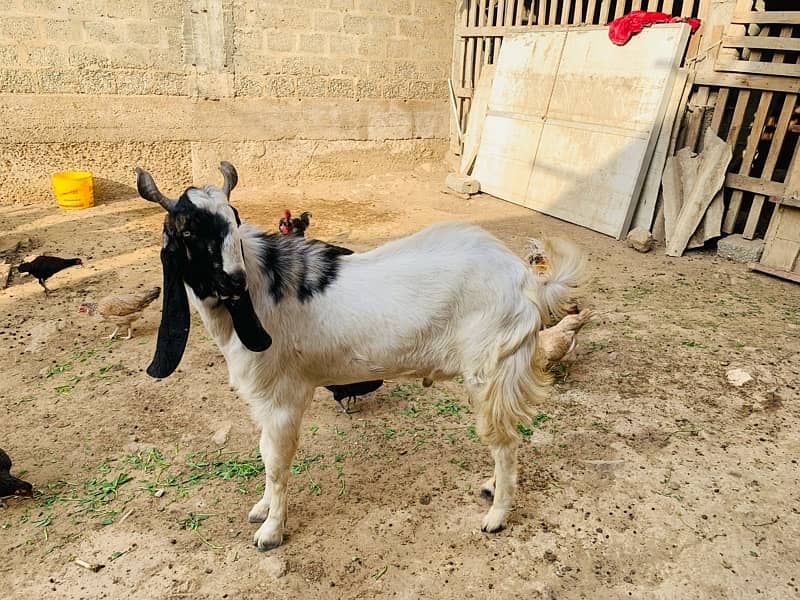 Breeder goat for sale 6