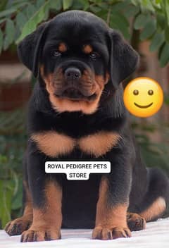 TOP QUALITY ROTTWEILER PUPPIES AVAILABLE FOR SALE