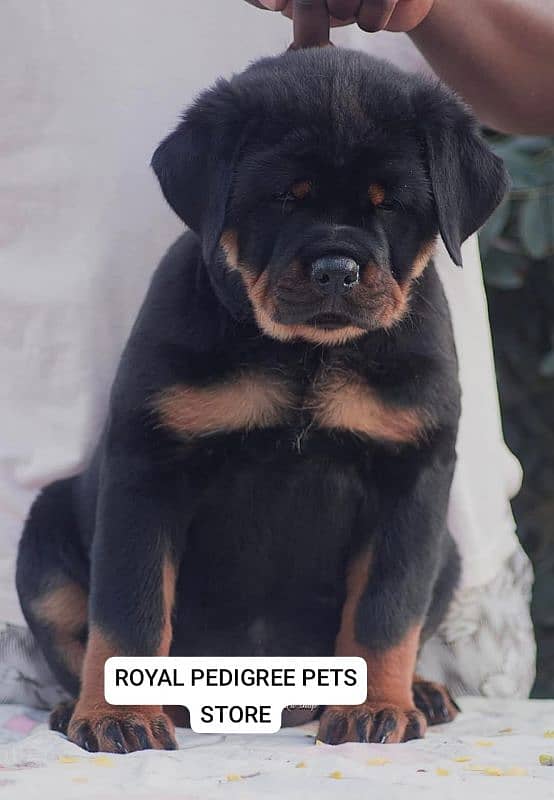 TOP QUALITY ROTTWEILER PUPPIES AVAILABLE FOR SALE 1