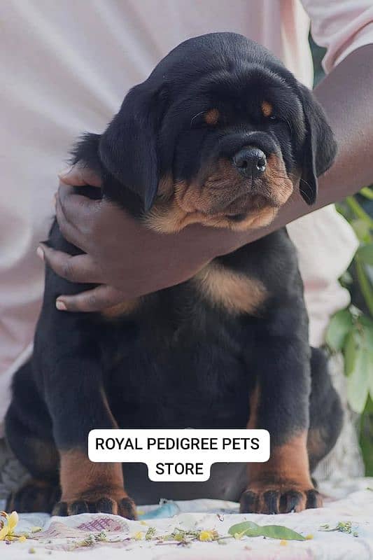 TOP QUALITY ROTTWEILER PUPPIES AVAILABLE FOR SALE 2