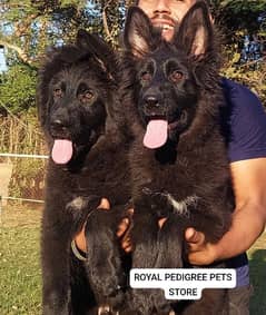 BLACK GERMAN SHEPHERD PUPPIES AVAILABLE FOR SALE