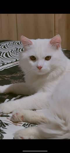 White Persian Male Cat