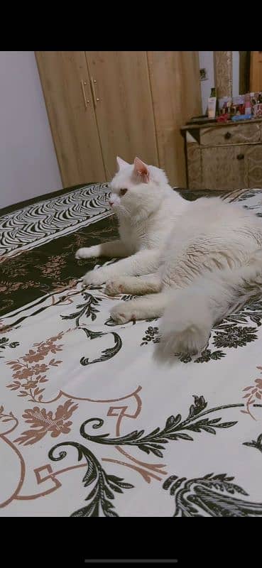 White Persian Male Cat 1