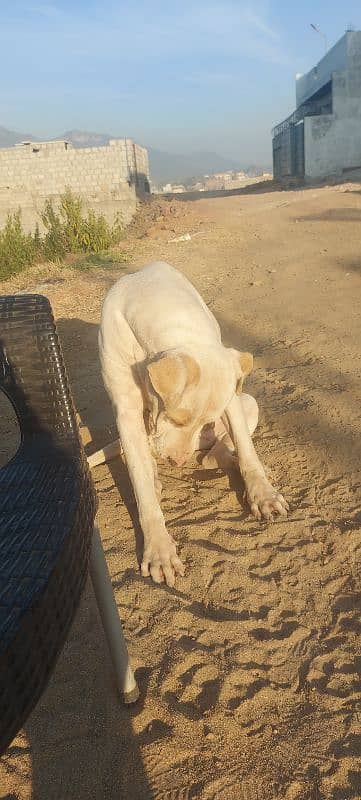 (not for sale) Pure old breed female Bulldog for breeding 3