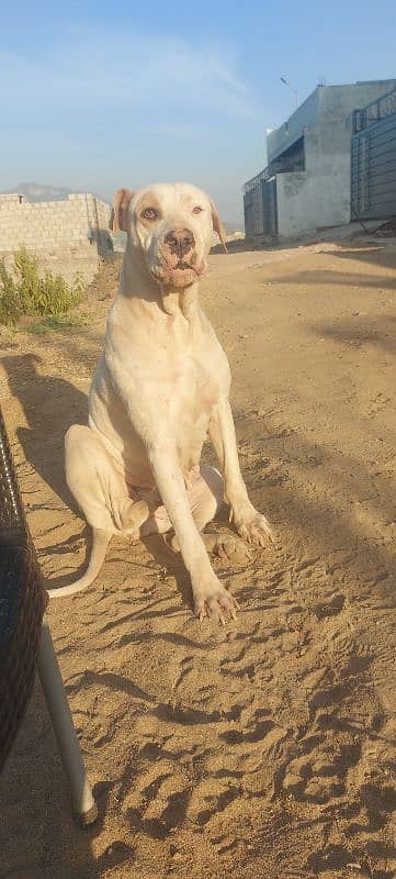 (not for sale) Pure old breed female Bulldog for breeding 4