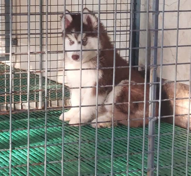 TOP QUALITY SIBERIAN HUSKY PUPPIES AVAILABLE FOR SALE 1