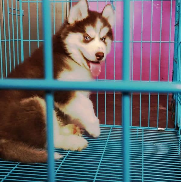 TOP QUALITY SIBERIAN HUSKY PUPPIES AVAILABLE FOR SALE 2