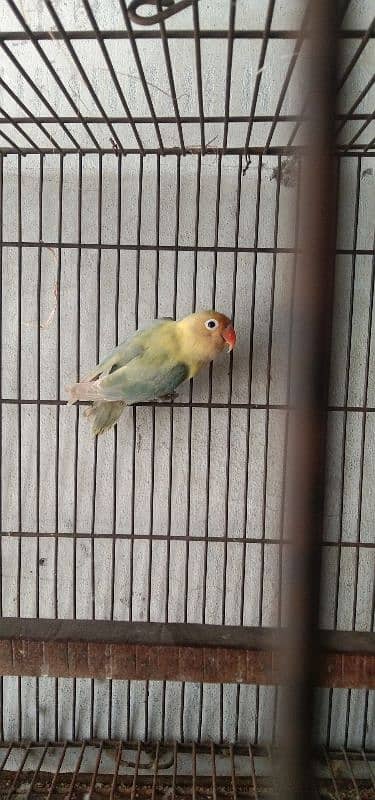 java & love bird 2