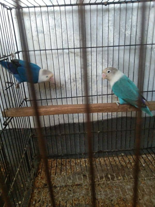 java & love bird 3