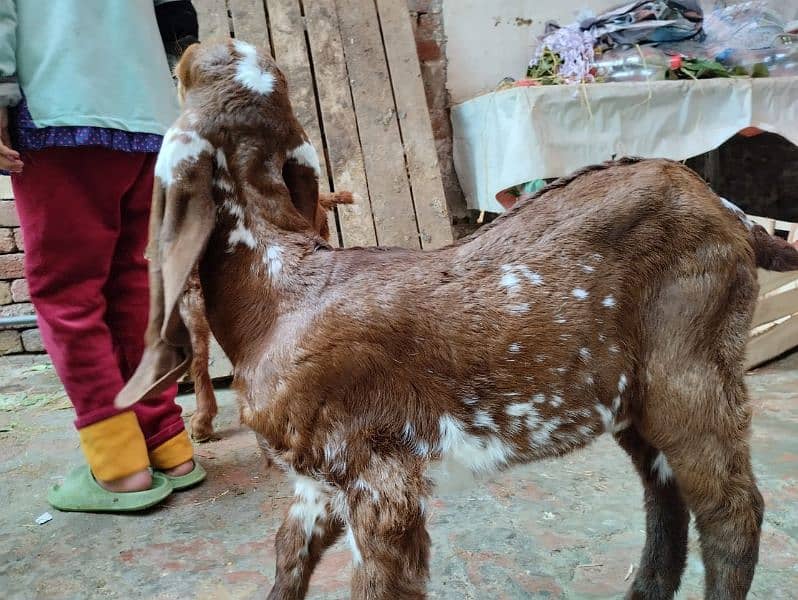 3 month female  baby goat full active 0