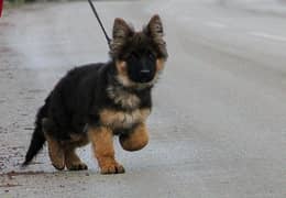 PEDIGREE GERMAN SHEPHERD PUPPY AVAILABLE FOR SALE