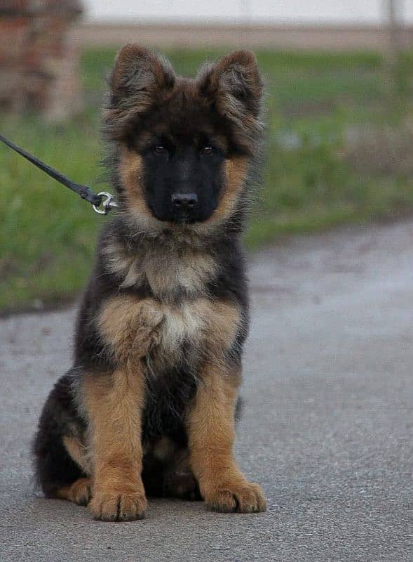 PEDIGREE GERMAN SHEPHERD PUPPY AVAILABLE FOR SALE 1