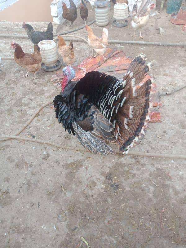 Turkey bird pair urgent for sale 0