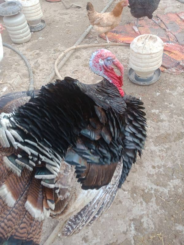 Turkey bird pair urgent for sale 1